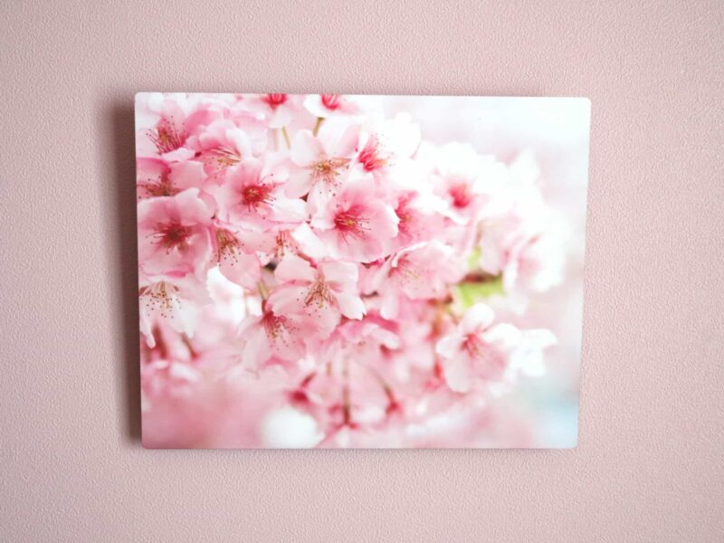 桜01