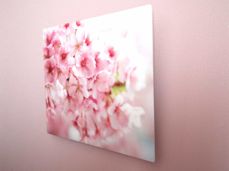 桜01